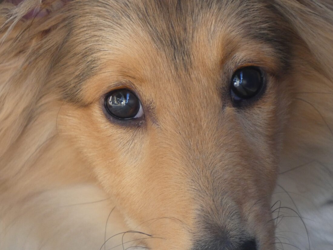 Sheltie-Welpen spielen auf einer Wiese