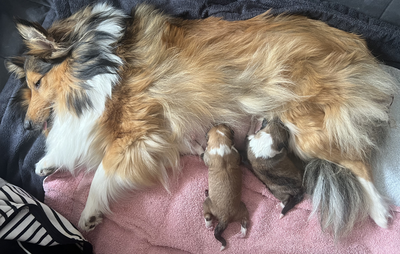 Mehrere Sheltie-Welpen eines aktuellen Wurfs kuscheln auf einer Decke
