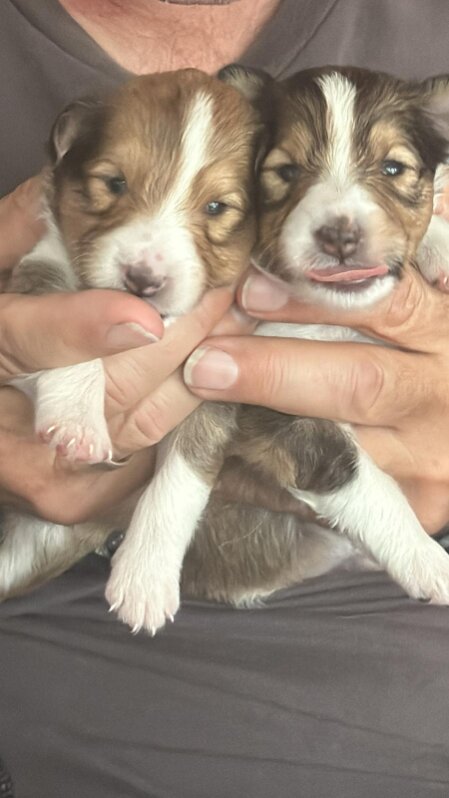 Sheltie-Welpe bei einer Gesundheitskontrolle