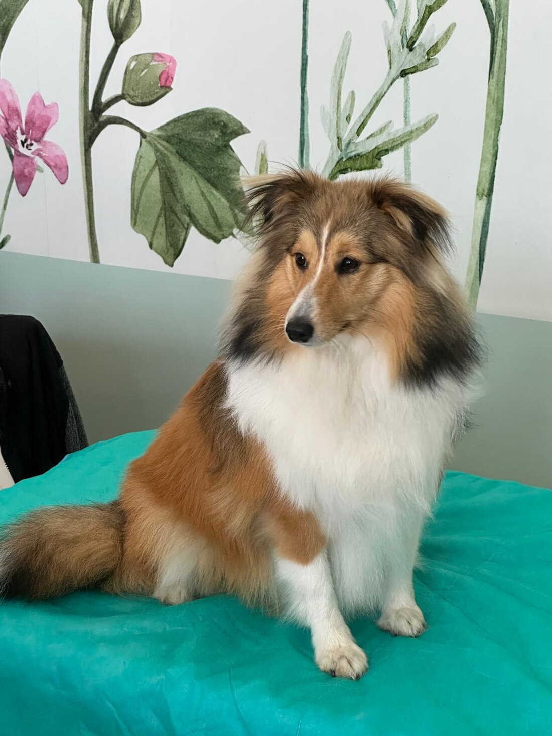 Erwachsene Sheltie-Hündin steht im herbstlichen Wald