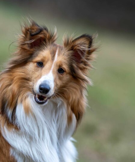 Sheltie liegt entspannt bei seiner Familie im Wohnzimmer