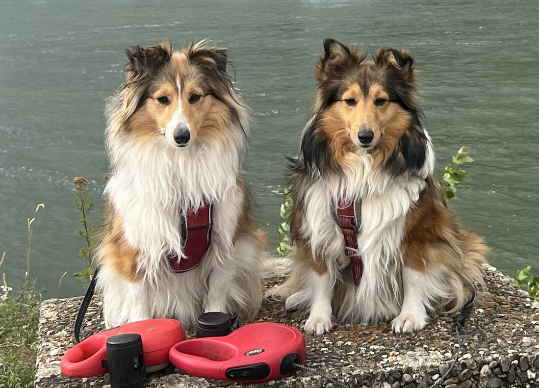Sheltie sitzt aufmerksam im Garten
