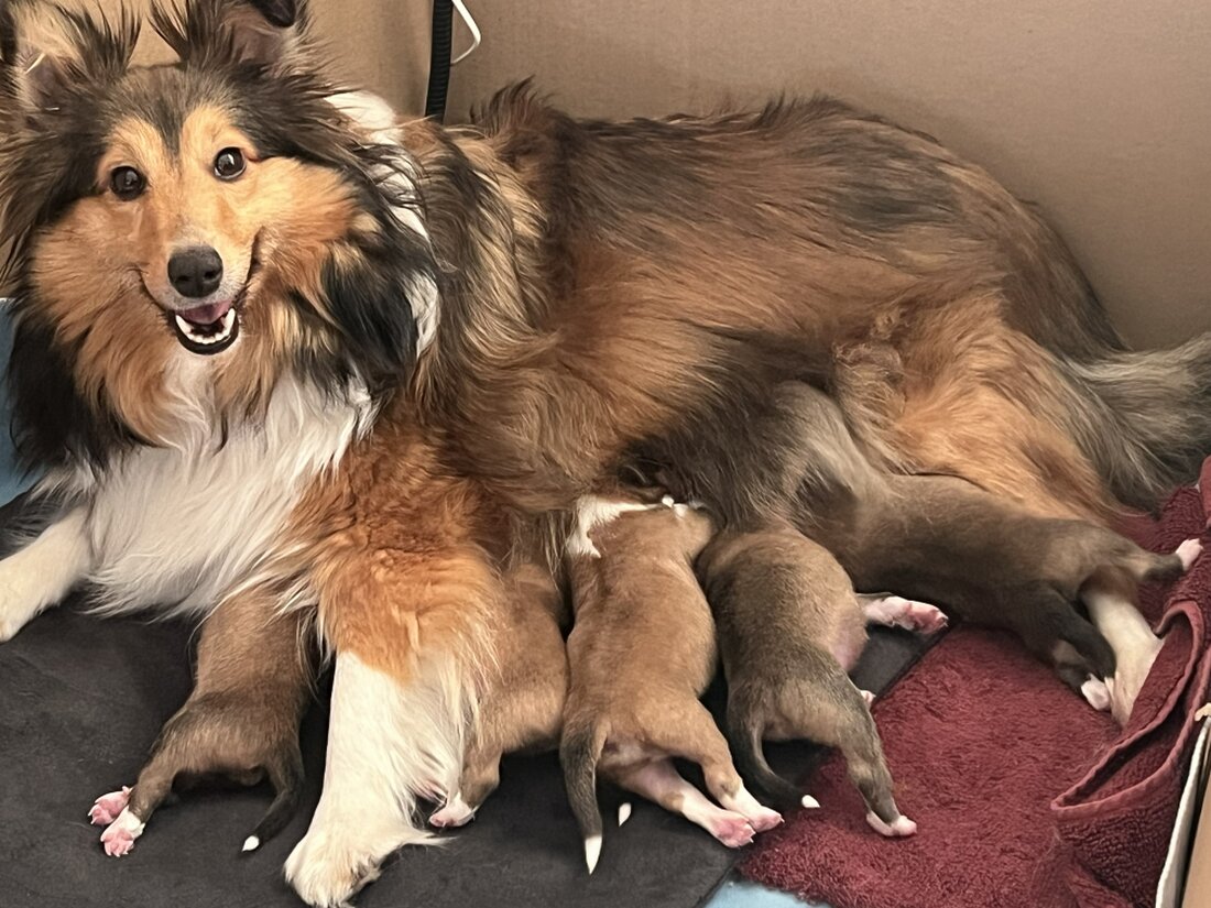 Sheltie-Welpen eines aktuellen Wurfs liegen zusammen im Körbchen