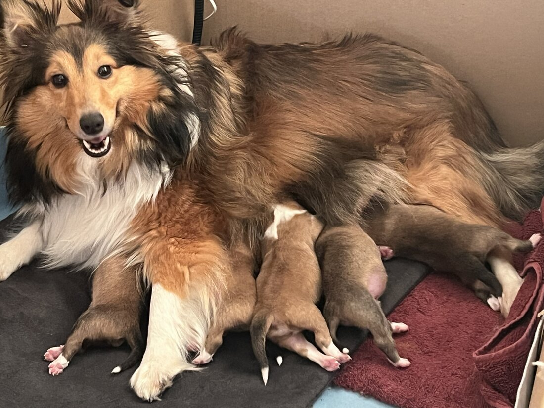 Sheltie spaziert mit seinem Menschen durch die Natur